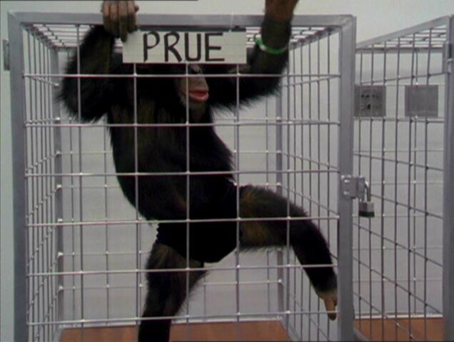 File:MonkeyPrue.jpg