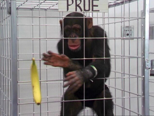 File:2x20-MonkeyPrueTelekinesis.jpg