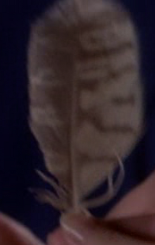 File:SpottedOwlFeather.png