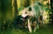 White-wolf-walking-in-forest