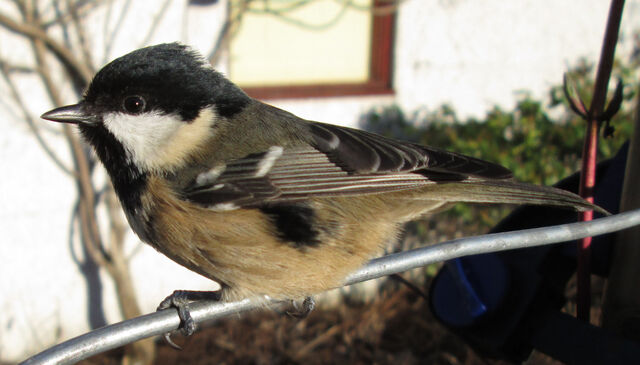 File:Coaltit2.jpg