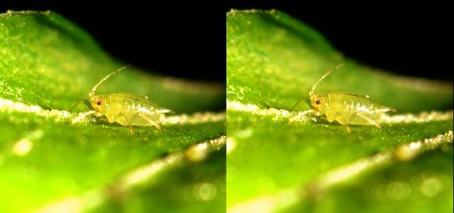 File:Aphid.jpg