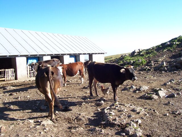 File:Malgatombea2.jpg