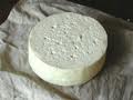 Testouricheese1