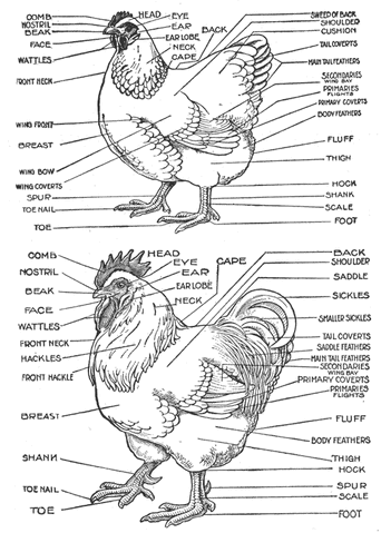 File:Rooster and hen anatomy.gif