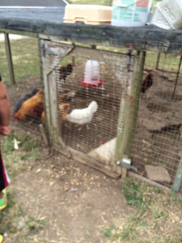 File:Brookeville farm chickens.jpeg