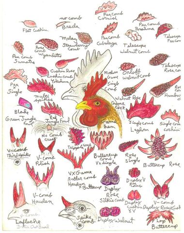 File:ChickenCombsRossSimpson.jpg