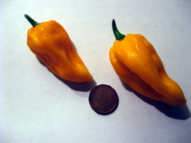 File:Fatalii.jpg