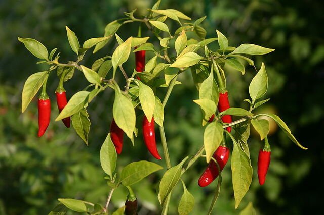 File:Thai peppers.jpg