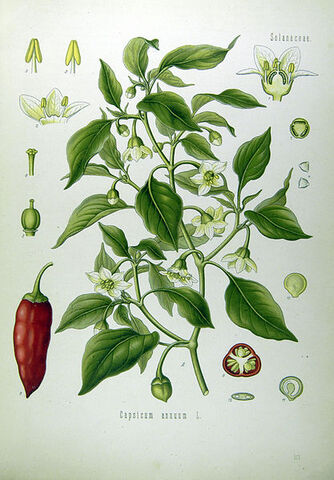 File:Illustration Capsicum annuum0.jpg
