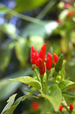 File:398px-Thai hot peppers.jpg