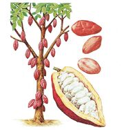 Cacao tree