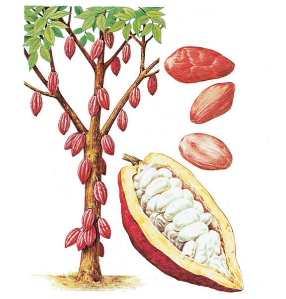chocolate and the cacao plant essay chocolate and the cacao plant essay