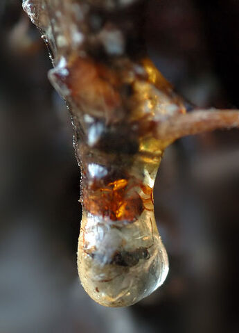 Archivo:Resin with insect (aka).jpg