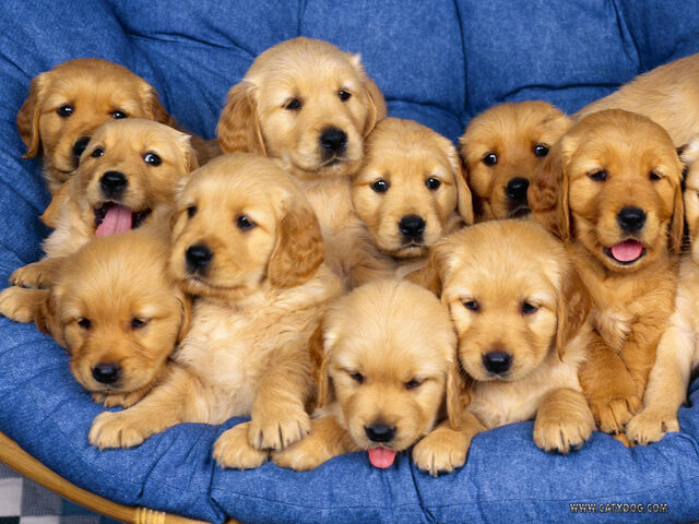 File:Aaaaaawwwwwwwwww-Sweet-puppies-9415255-1600-1200.jpg