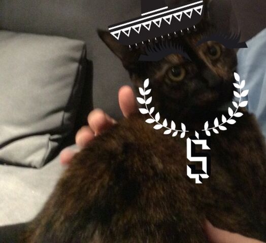 File:Biscy.jpeg