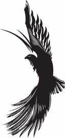 Black falcon