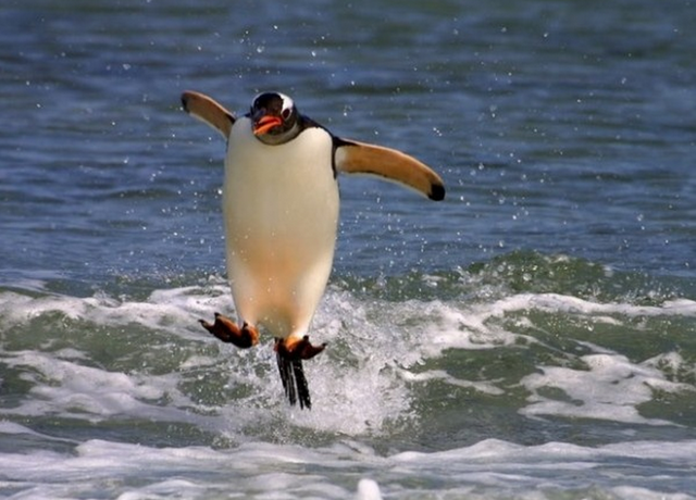 File:Cool-penguin-linux.png