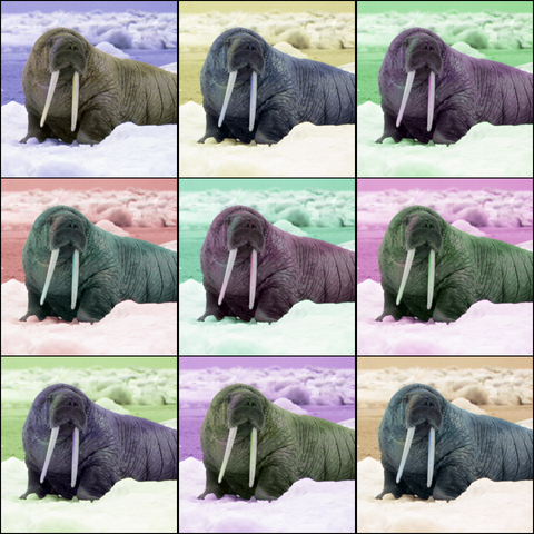 File:Walrus Pop Art.png