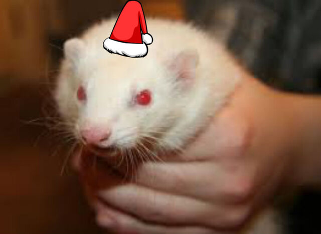File:Christmas Ferret.jpg