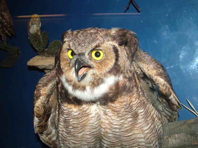 File:DSCF1775.jpg