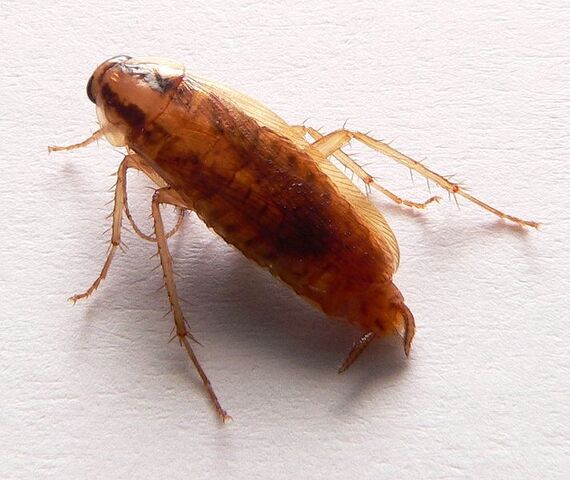 File:712px-Blatella germanica p1160206.jpg