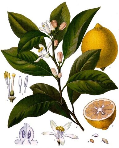 File:Lemons.jpg
