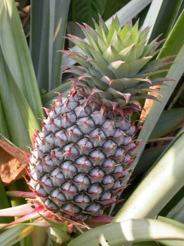 File:Pineapple1.jpg