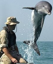 Catherbydolphin.jpg
