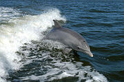 Waterdolphin.jpg