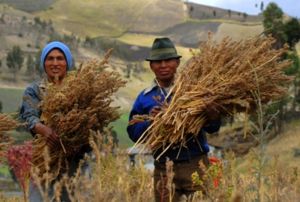 File:300px-FairtradeQuinoa.jpg