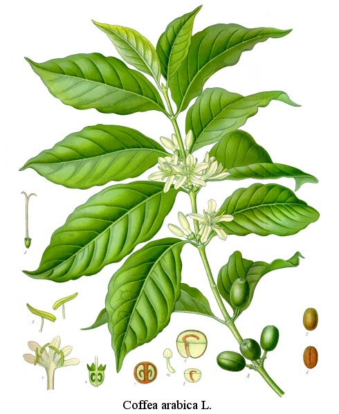 coffee plant clip art - photo #41