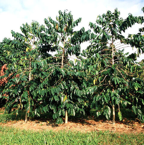 File:Hawaiian Coffee trees.jpg