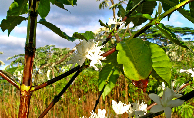 File:Hawaiicoffee.png