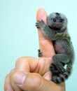 Marmoset02vf4.jpg