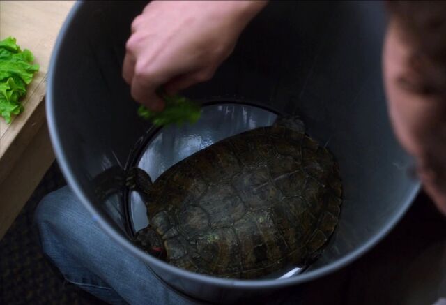 File:Turtle at home.jpg
