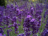 Flying Over Lavender