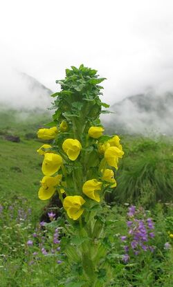 Flower in Valley of Eternal Rain 1
