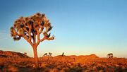 California-Mojave-Main