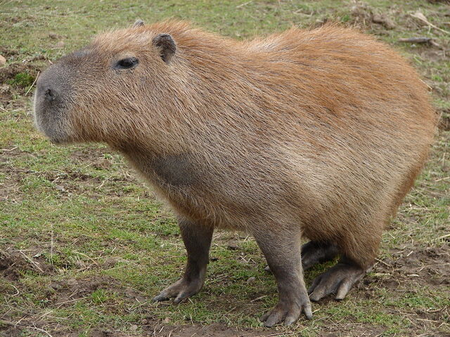 File:Capybara-02.jpg