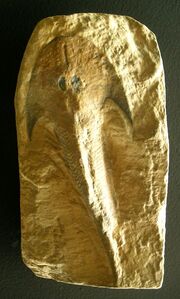 Cephalaspis lyelli1