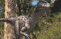 Thumbnail for version as of 14:40, December 6, 2011
