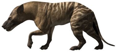 H. gigas