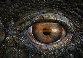 File:Dino eye.jpg