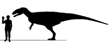 File:220px-Eocarcharia Sil3.png