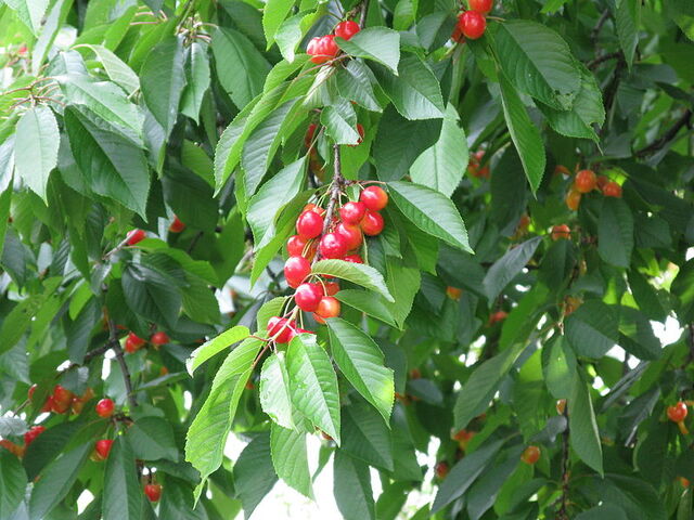 File:Cherries.jpg
