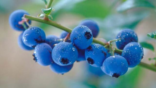 File:Blue berries.jpg