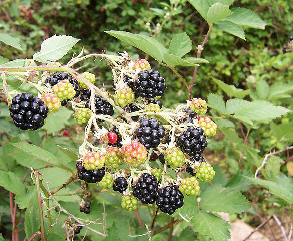 File:-Blackberry fruits10.jpg