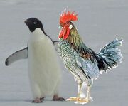 Artic Cocks parents