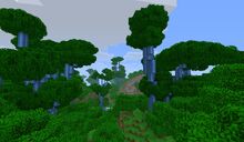 Rainforest
